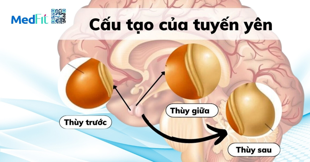 hormone tăng trưởng