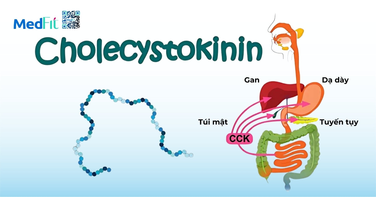 nhai kỹ kích thích hormone cholecystokinin có liên quan đến cảm giác no