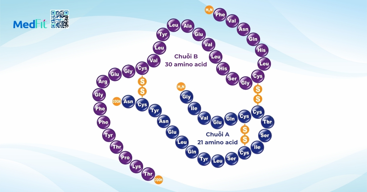 insulin tác động trực tiếp lên các tế bào ác tính, thúc đẩy sự phát triển của ung thư