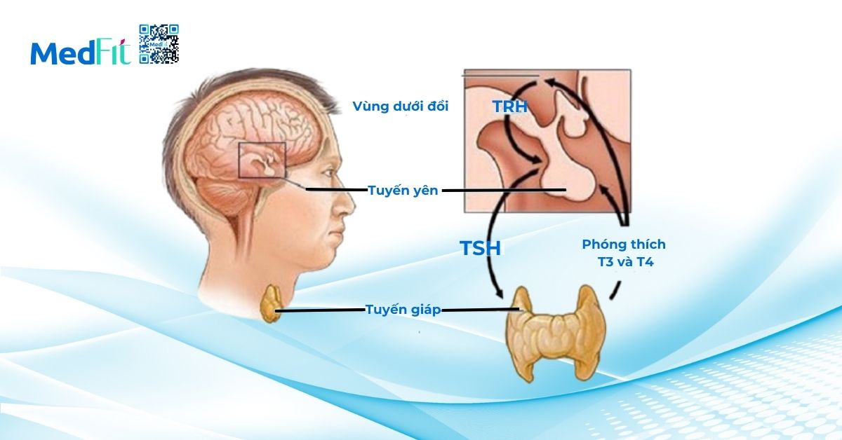 Cơ chế sản xuất hormone giáp