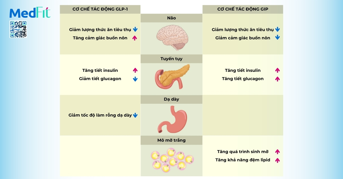 Co che tac dong GLP 1 va GIP