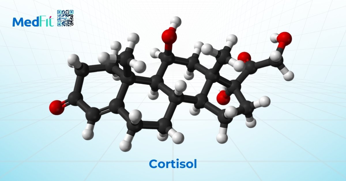 cortisol cao kéo dài gây tích tụ mỡ vùng bụng, tăng đề kháng insulin và kích thích cảm giác thèm ăn