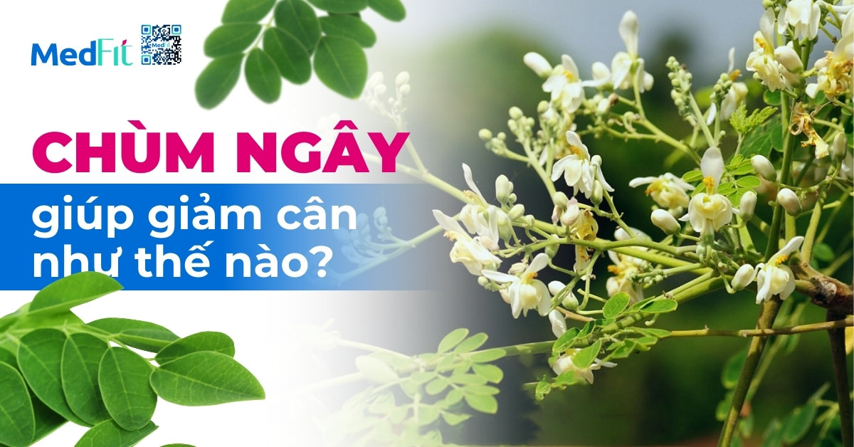 chùm ngây giúp giảm cân như thế nào?