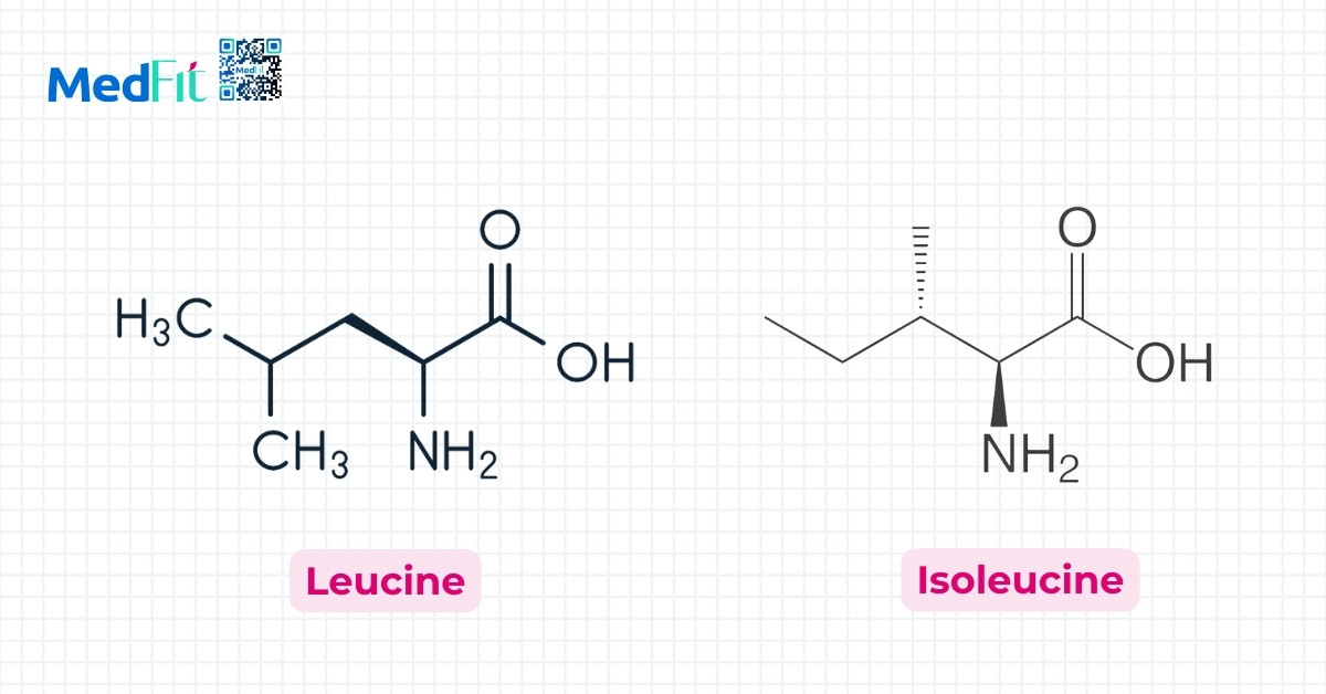 chùm ngây chứa leucine và isoleucine, giúp duy trì cảm giác no và giảm cảm giác thèm ăn