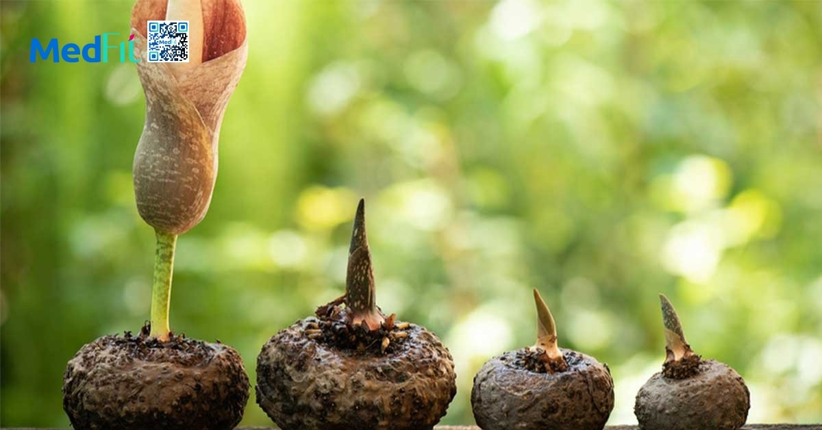 Amorphophallus konjac