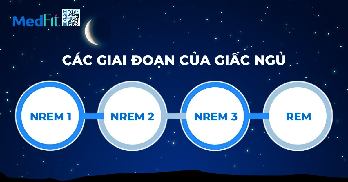 Cac giai doan cua giac ngu