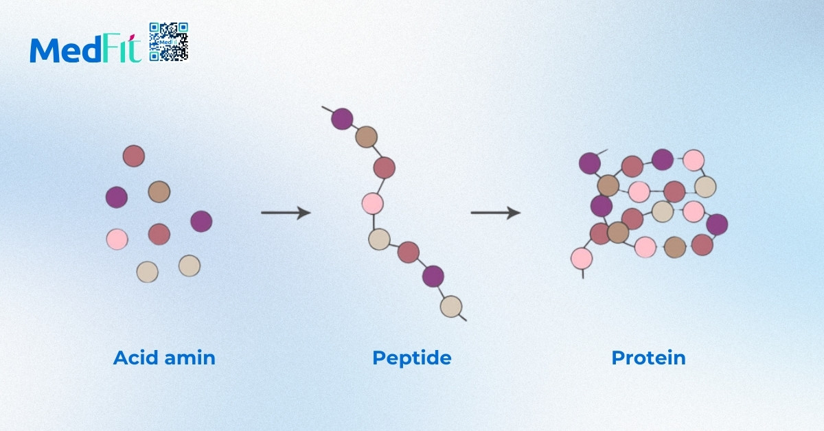 Chuyển hóa protein