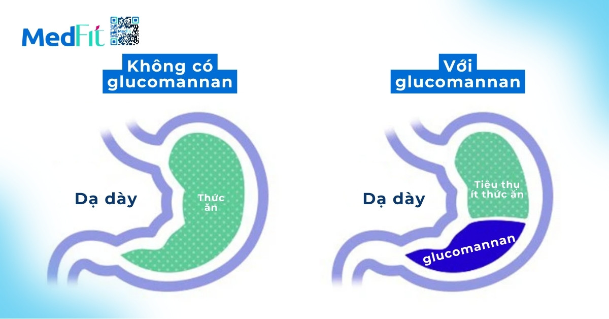 glucomannan làm đầy dạ dày