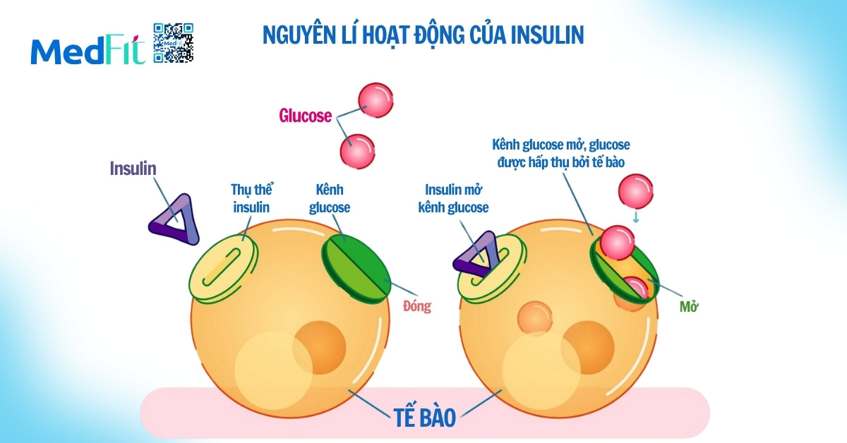 Nguyen li hoat dong cua insulin