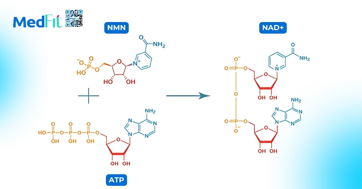 nmn và nad+