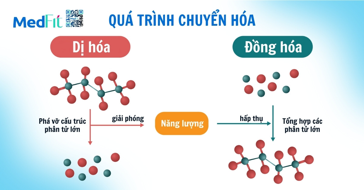 chuyển hóa cơ bản