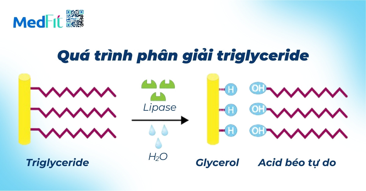 Qua trinh phan giai triglyceride