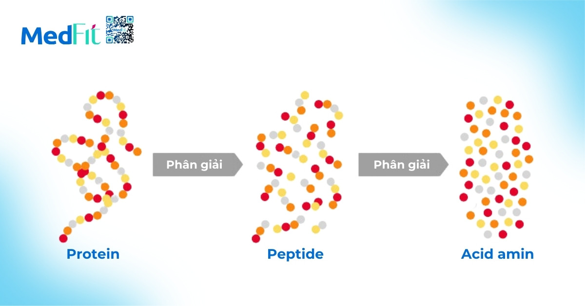 Thoái hóa protein