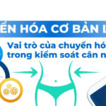 Chuyển hóa cơ bản là gì? Vai trò của chuyển hóa cơ bản trong kiểm soát cân nặng