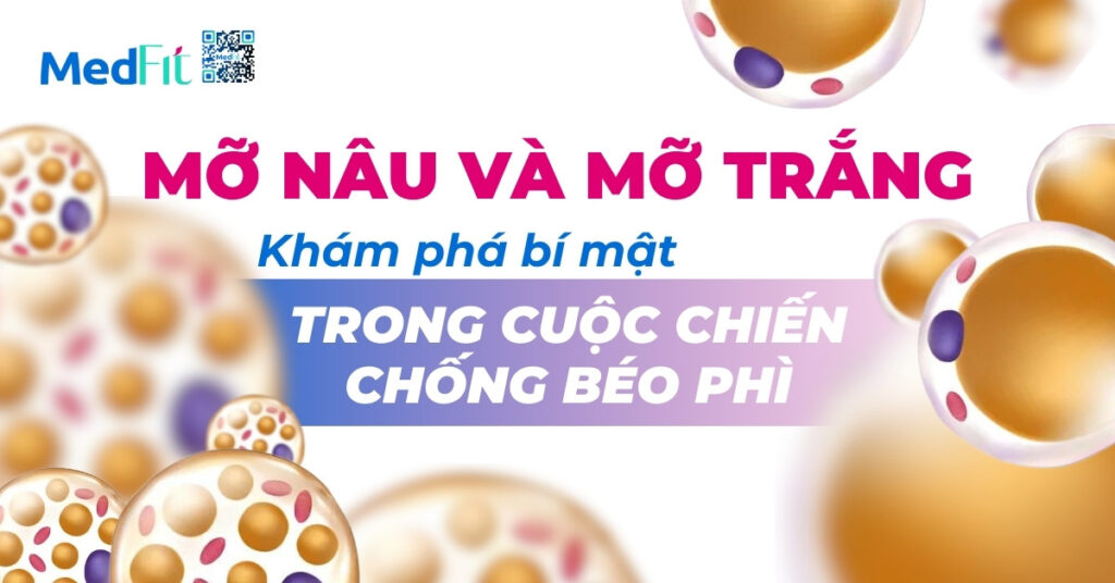 mỡ nâu và mỡ trắng: khám phá bí mật trong cuộc chiến chống béo phì