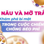 Mỡ nâu và mỡ trắng: khám phá bí mật trong cuộc chiến chống béo phì