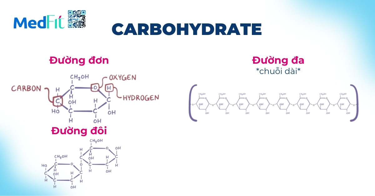 carbohydrate bao gồm đường đơn, đường đôi và đường đa