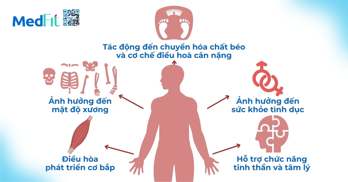 Vai trò testosterone trong cơ thể