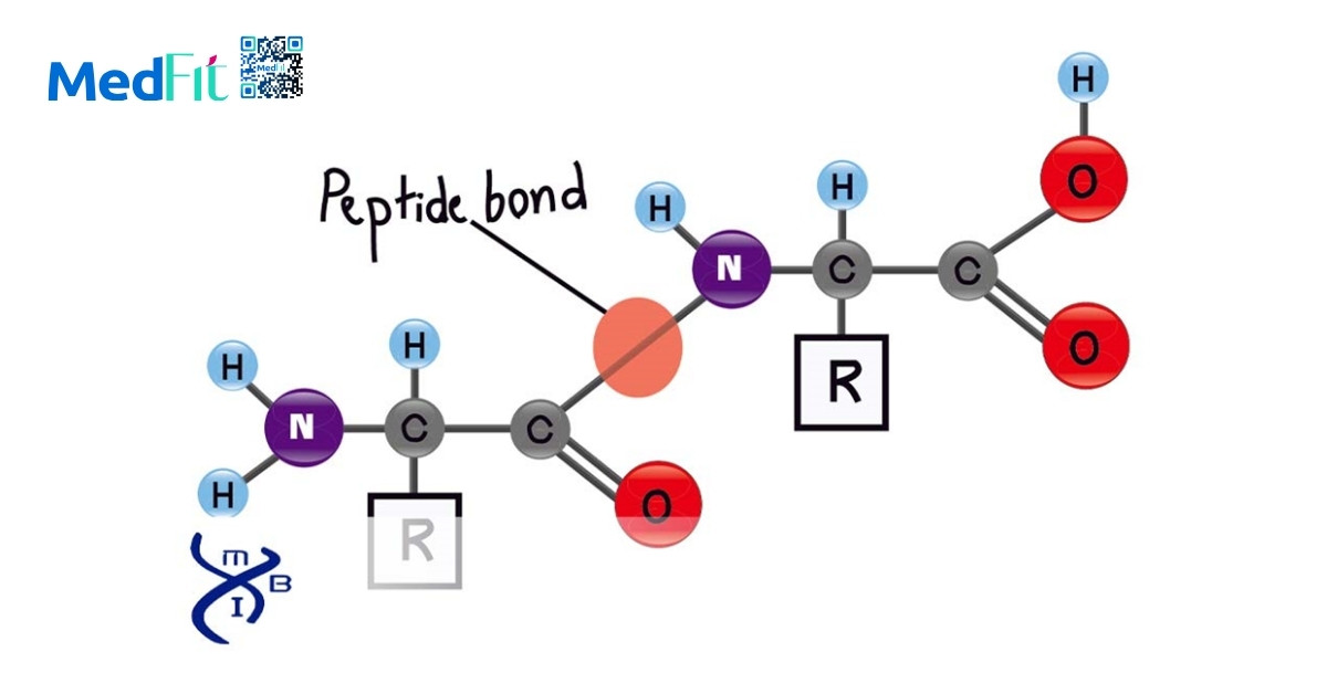 CTHH peptide