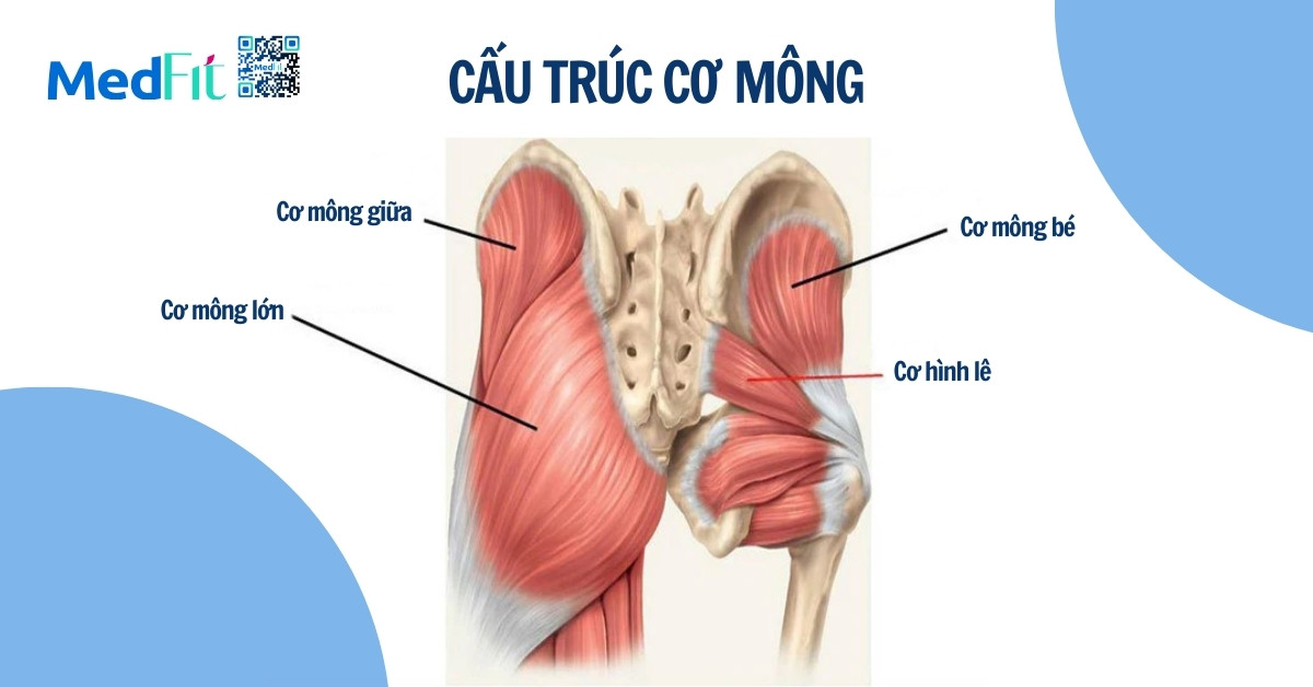 Cấu trúc cơ mông