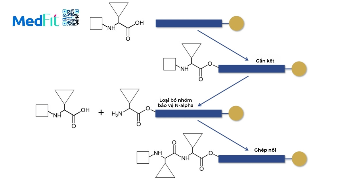 công nghệ tổng hợp peptide rắn