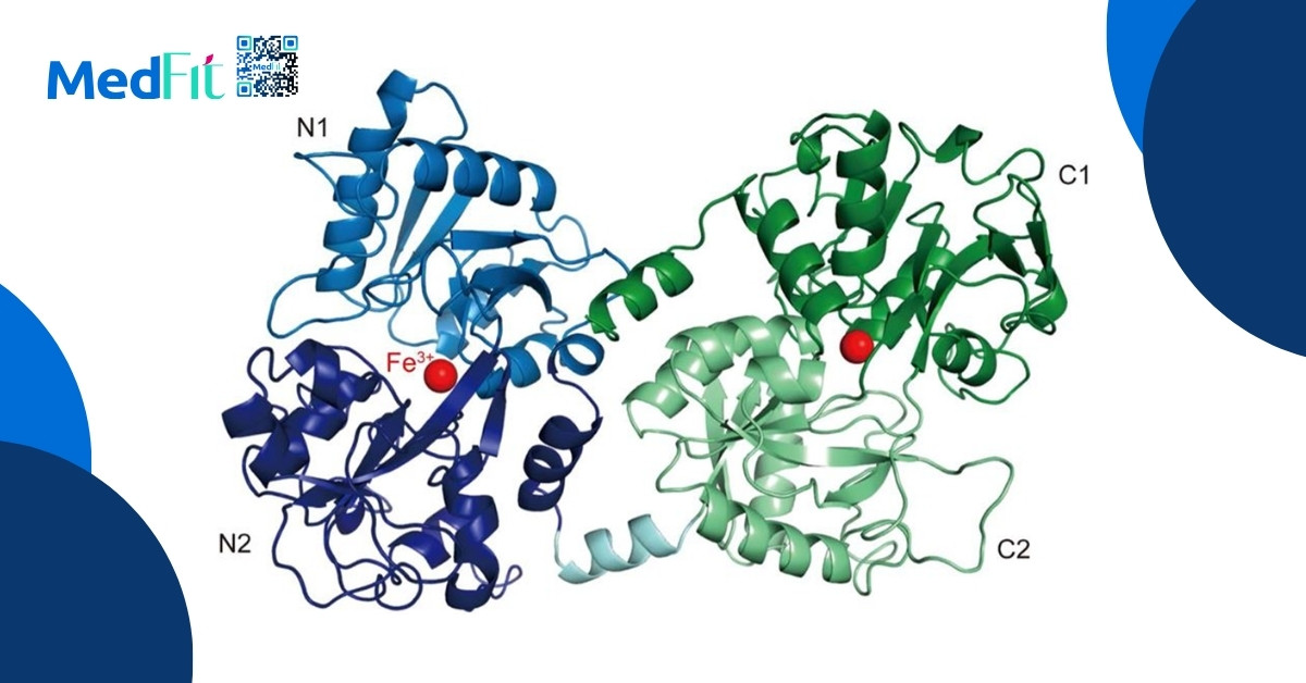 lactoferrin