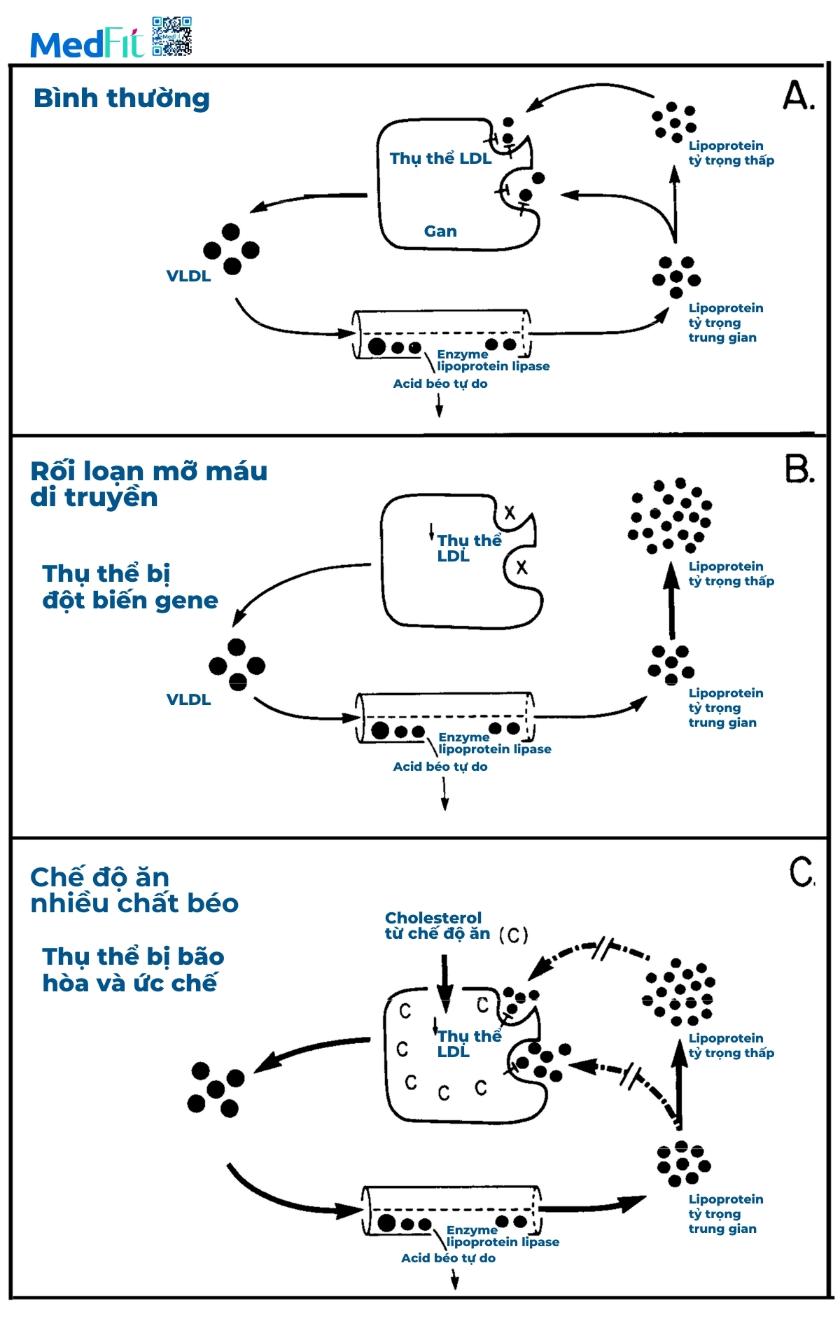 cơ chế điều hòa cholesterol của ldl cholesterol