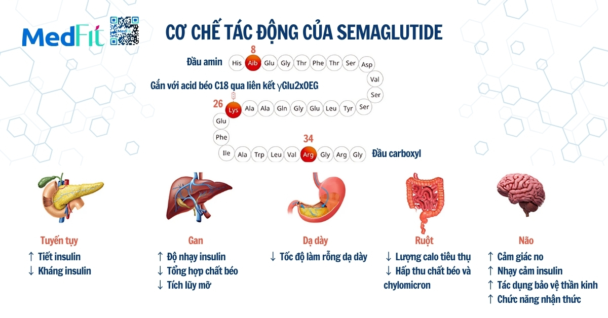 cơ chế tác động của semaglutide