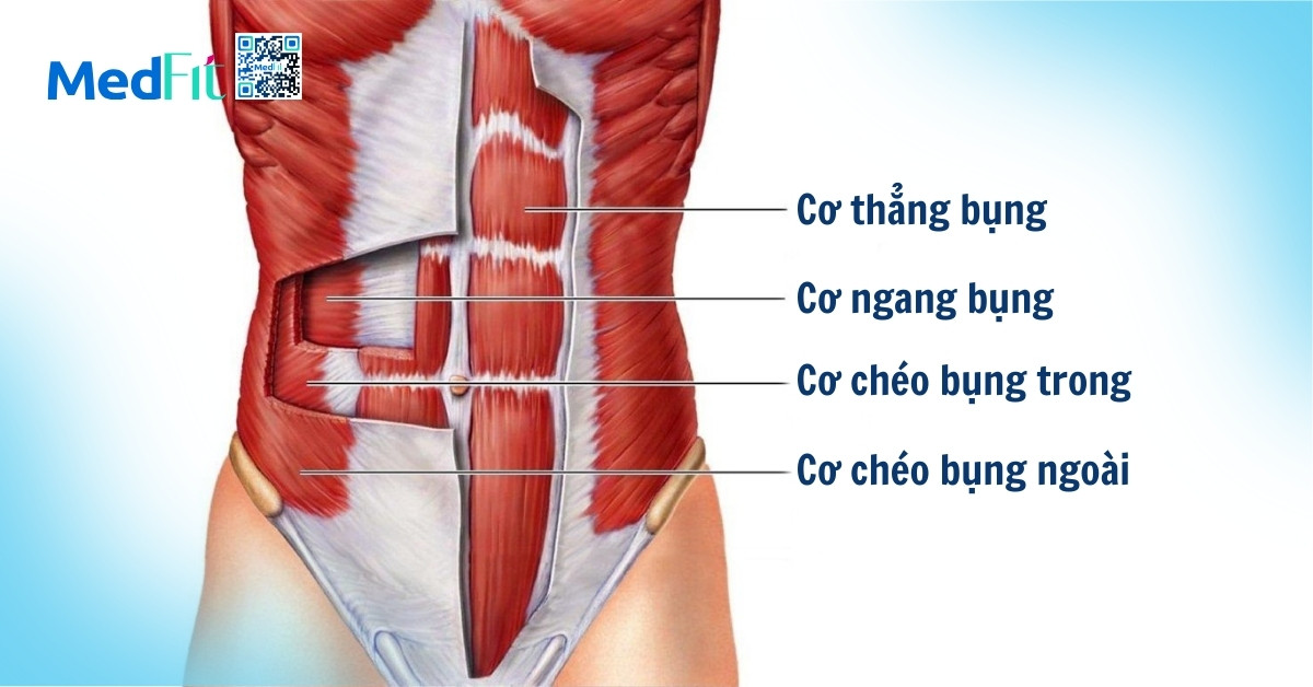 giải phẫu cấu trúc cơ bụng