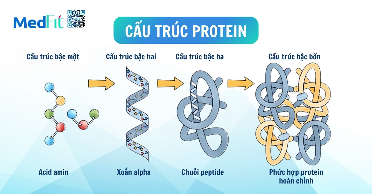 quá trình tạo thành và cấu trúc của protein