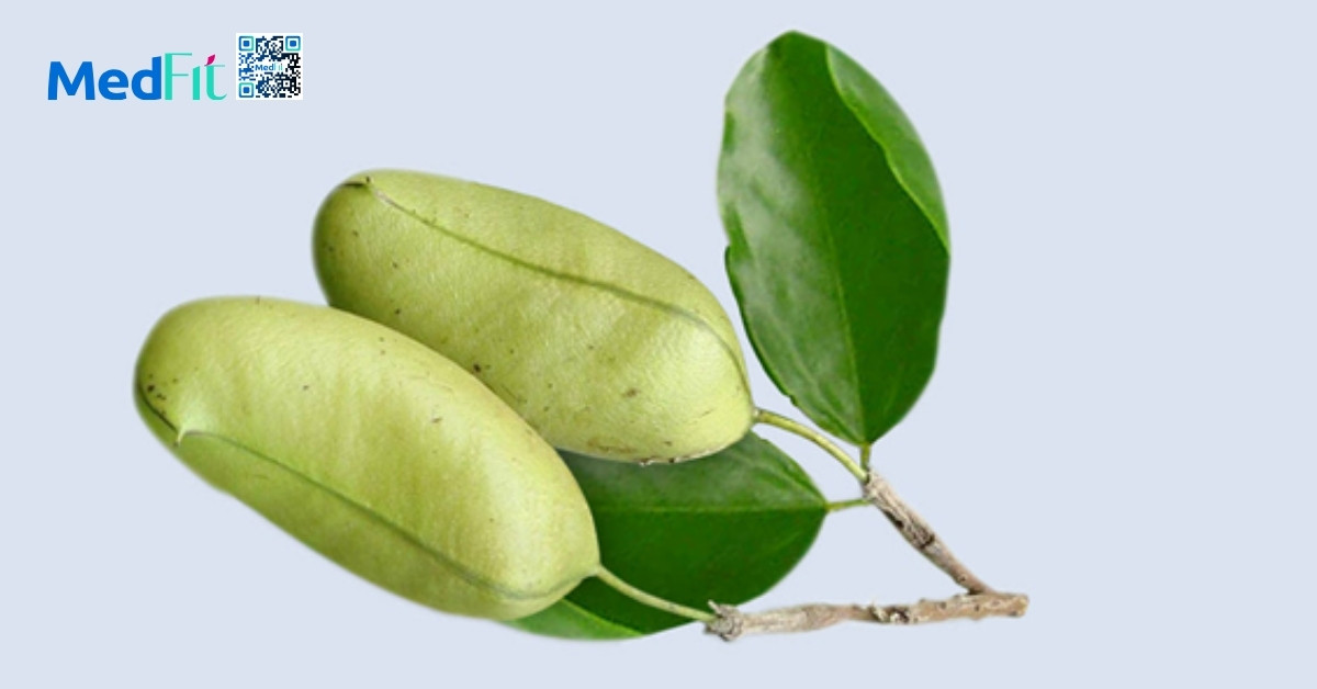 hình minh họa griffonia simplicifolia