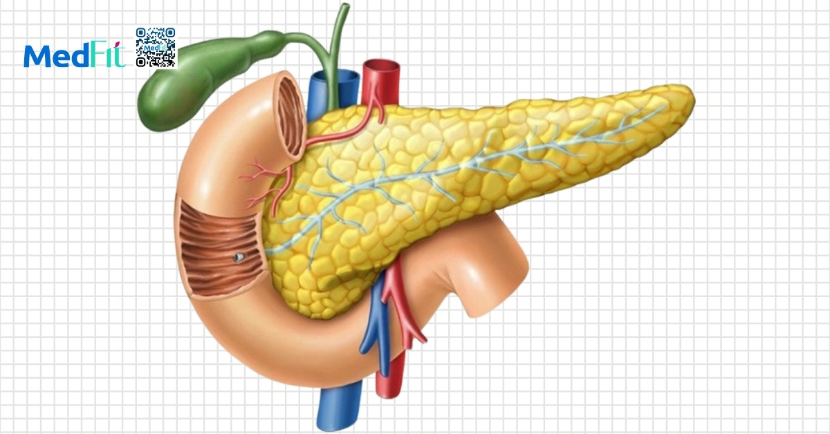 hình minh hoạ lipase tuyến tụy