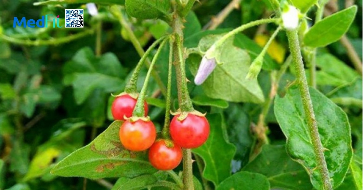 cà gai leo (hình minh họa)
