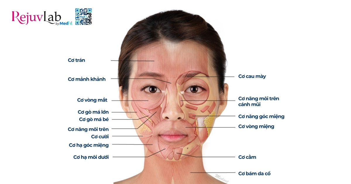 Làm sao để làm mờ rãnh mũi má? 4 hình minh hoạ các cấu trúc cơ mặt