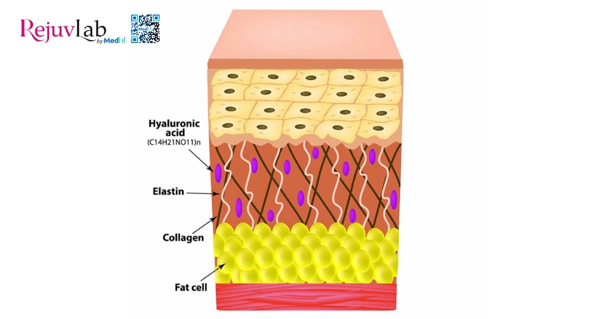 Làm sao để làm mờ rãnh mũi má? 2 hình minh hoạ collagen và elastin trong lớp bì
