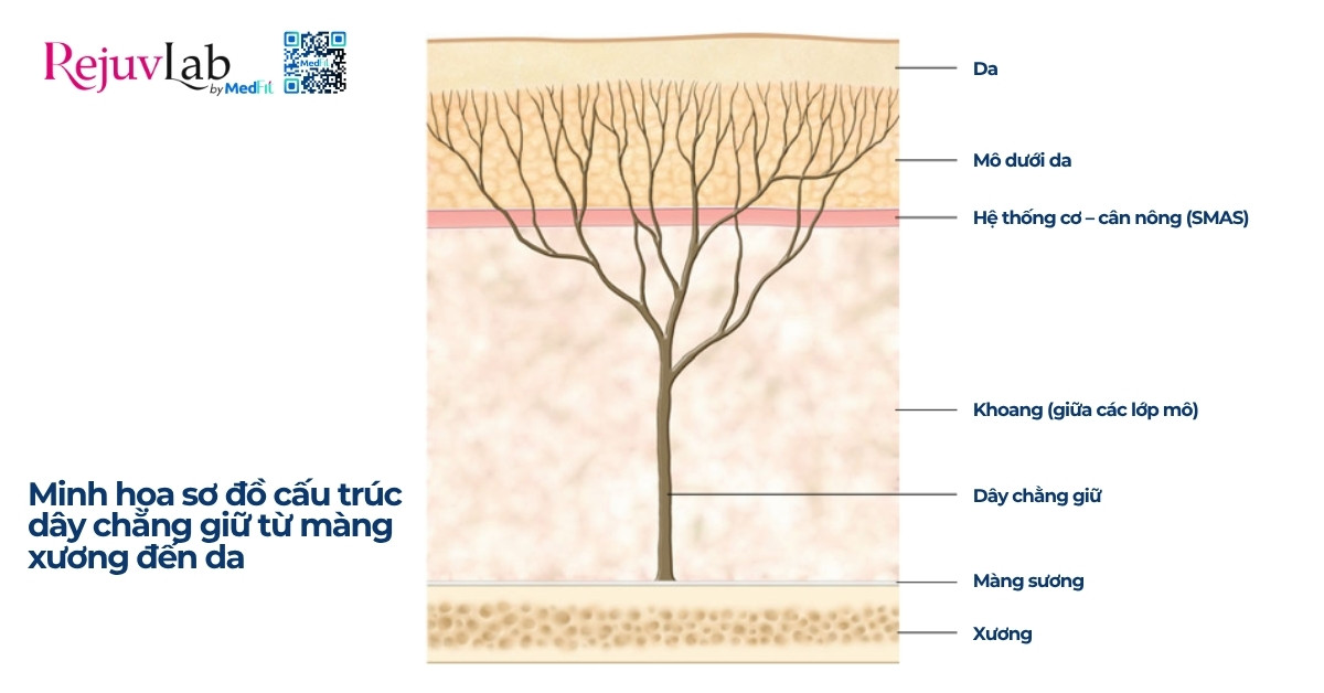Làm sao để làm mờ rãnh mũi má? 5 hình minh hoạ sơ đồ cấu trúc dây chằng trên mặt