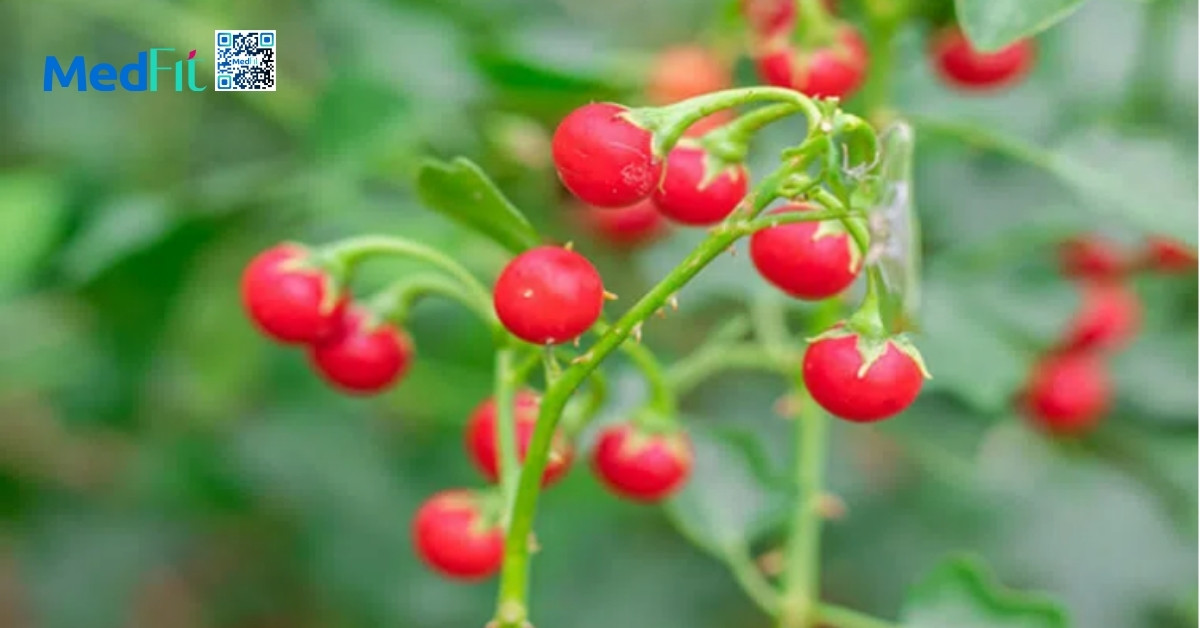 hình minh họa trái cà gai leo