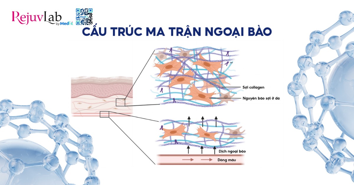 Hyaluronic acid là gì và ứng dụng trong thẩm mỹ da 4 ma trận ngoại bào (extracellular matrix - ecm)