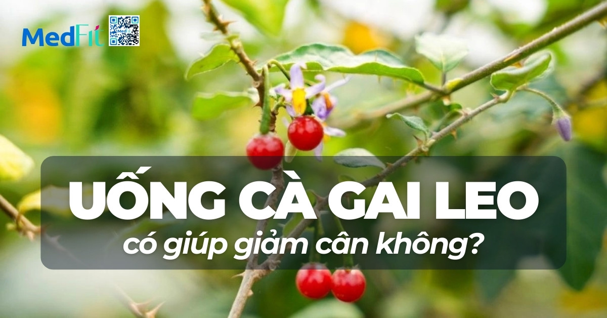 uống cà gai leo có giup giảm cân không