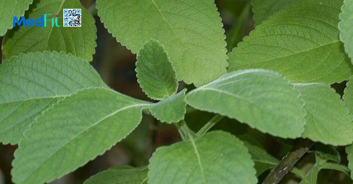 cây húng chanh ấn độ coleus forskohlii