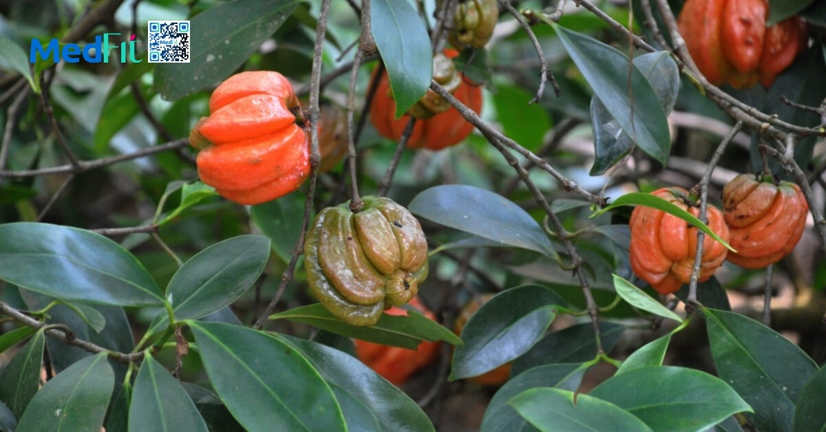chiết xuất garcinia quaesita