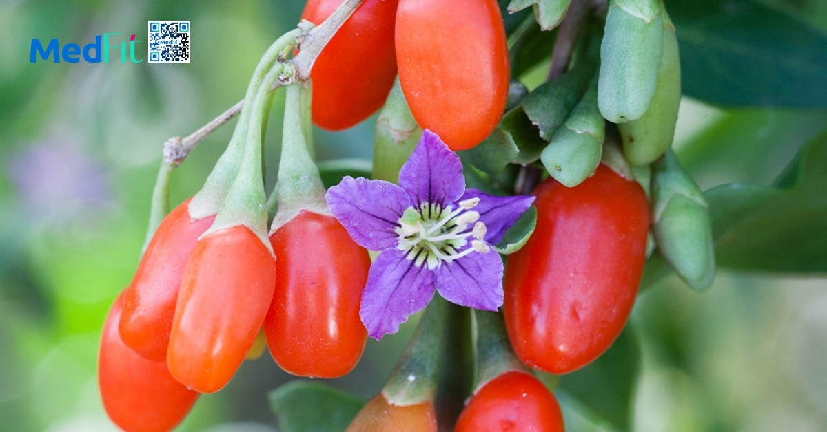 chiết xuất lycium barbarum (kỷ tử)