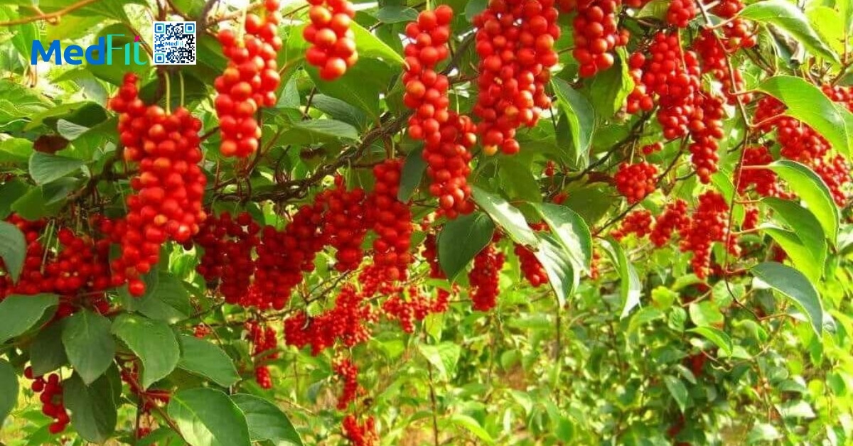 chiết xuất schisandra chinensis (ngũ vị tử)