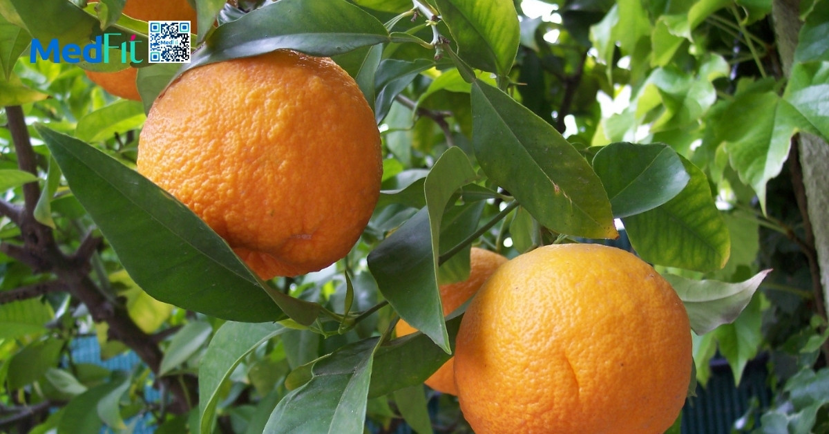 citrus aurantium (chiết xuất cam đắng)