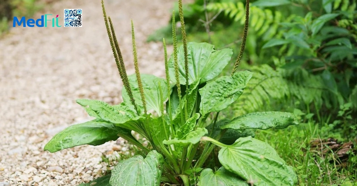 hình minh họa cây mã đề
