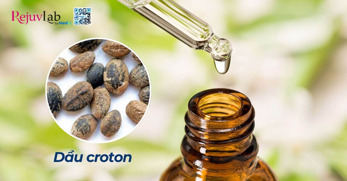 hình minh hoạ dầu croton