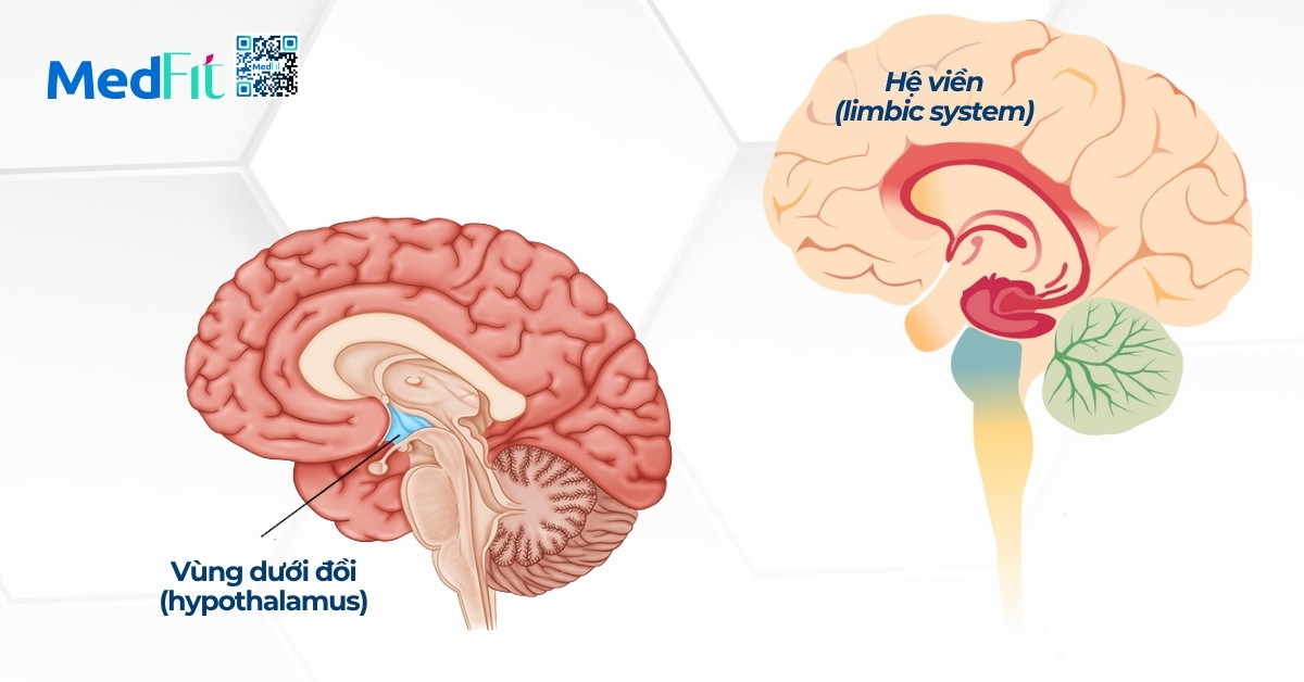 hình minh họa vùng dưới đồi và hệ viền