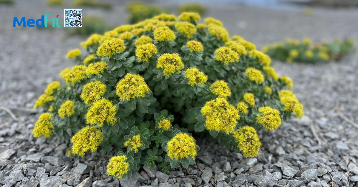 rhodiola rosea