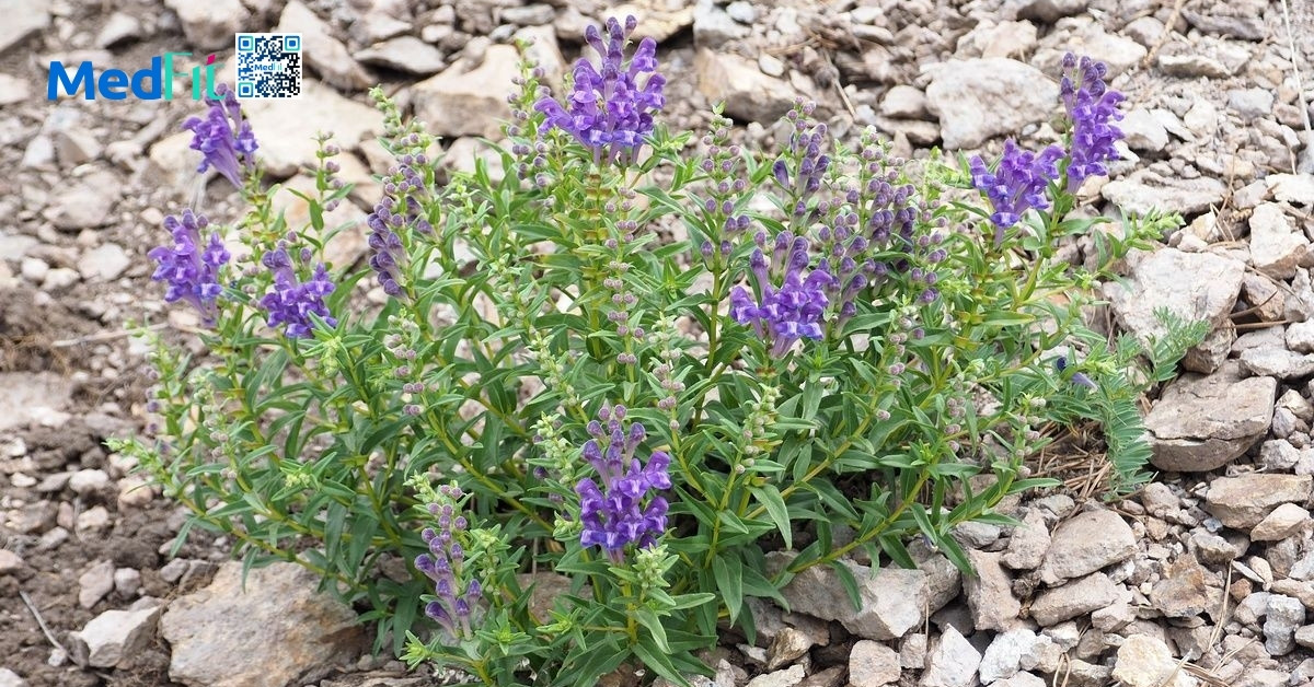 scutellaria baicalensis (hoàng cầm)