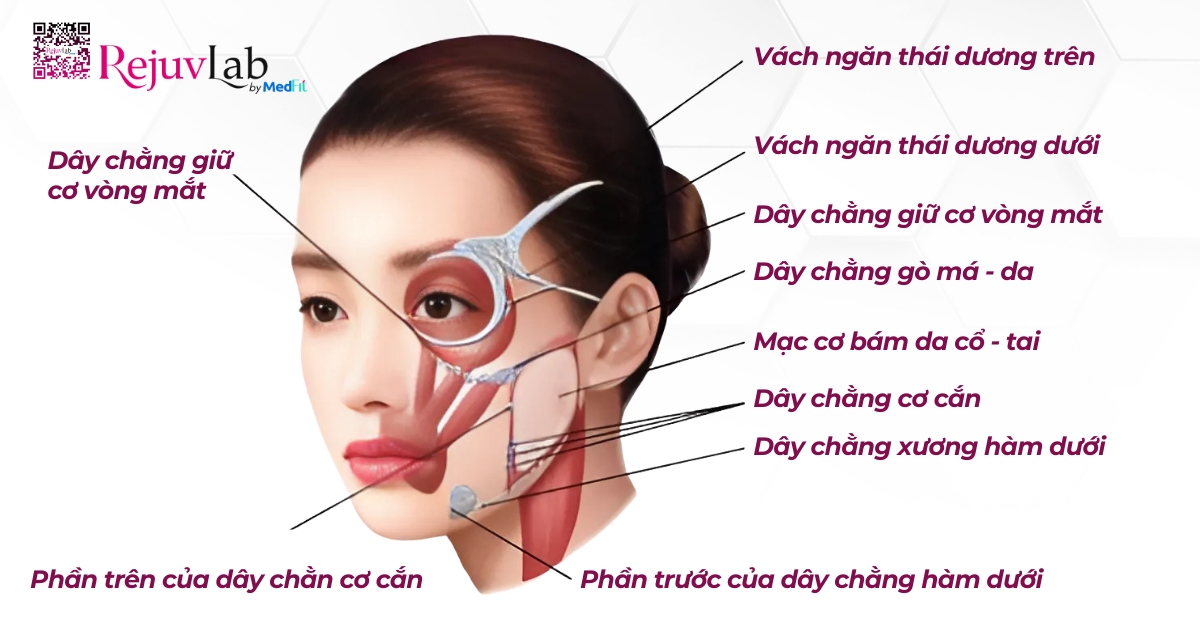 hình minh họa cấu trúc kết dính chức năng